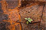 Close-Up of Plant Growing Between Cracks in Banded Iron Formation Rock, Dales Gorge, Karijini National Park, The Pilbara, Western Australia, Australia