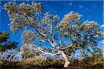 Karijini National Park, The Pilbara, Western Australia, Australia