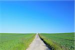 Road through grain field, Hesse, Germany, Europe