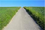 Road through grain field, Hesse, Germany, Europe