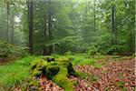 Mossy Tree Trunk and Beech forest (Fagus sylvatica) in early morning mist, Spessart, Bavaria, Germany, Europe