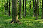 European Beech (Fagus sylvatica) Forest in Spring, Hainich National Park, Thuringia, Germany