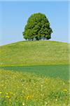 Lime Tree on Hill in Meadow, Canton of Bern, Switzerland