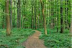 Footpath through European Beech (Fagus sylvatica) Forest in Spring, Hainich National Park, Thuringia, Germany