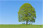 Lime Tree in Meadow with Benches in Spring, Canton of Bern, Switzerland