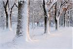 Snow Covered Trees, Bavaria, Germany