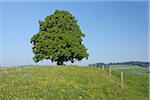 Lime Tree in Meadow in Spring, Canton of Bern, Switzerland