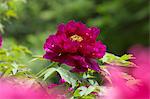 Tree Peony flower