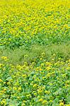 Field Mustard