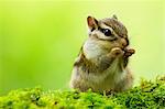 Chipmunk