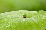 Frog on a leaf