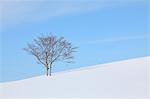 Beech tree standing in a snowy field