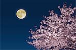 Moon and cherry blossoms