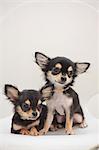 Chihuahua pets