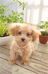 Toy poodle