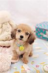 Miniature dachshund