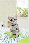 American Shorthair