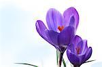 Crocus flowers