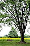 Field mustard tree and bench