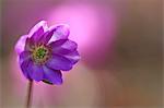 Hepatica flower