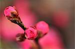 Plum blossoms