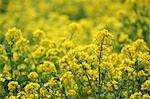 Field mustard