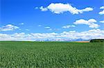 Wheat field and blue sky with clouds, Hokkaido