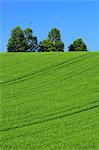 Wheat field trees and sky, Hokkaido