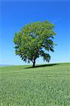 The philosophy tree in Biei, Hokkaido