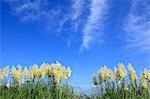 Pampas grass and blue sky