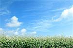 Buckwheat flowers and sky