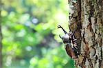 Beetle on oak tree