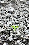 Green leaf sprouting from gravel