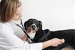 Female veterinarian examining dogs chest