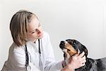 Female veterinarian examining dogs face