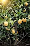 Close up of lemon tree in Chieti, Abruzzo, Italy