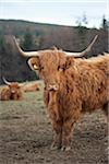 Highland cattle in field with hills in distance, Scotland