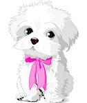 A cute white Havanese puppy posing with pink ribbon