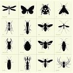 Set of insect icons