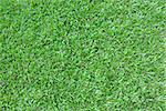 Beautiful green grass texture from golf course