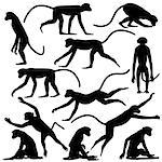 Set of editable vector silhouettes of langur monkeys in different poses