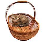 Cute British kitten sitting in a basket.