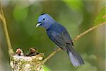 beautiful male black-nape monarch (Hypothymis azurea) protecting his youngs