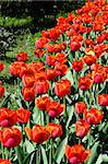 group of a red tulips with a green background