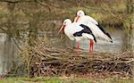 Pair of storks standing on their nest