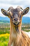 Goat, typical Bavarian animal on a meadow (Capra aegagrus hircus)