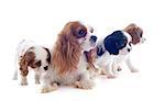 family cavalier king charles in front of white background