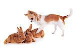 portrait of a cute purebred  puppy chihuahua and bunnies in front of white background