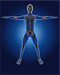 3D medical man with skeleton