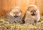 Two pomeranian puppy on a straw on a background of wooden boards